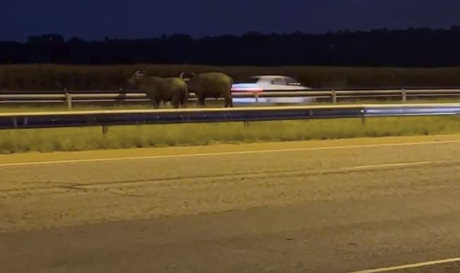 In South Africa, where the buffaloes roam is sometimes a problem. Like on a major highway | iNFOnews.ca