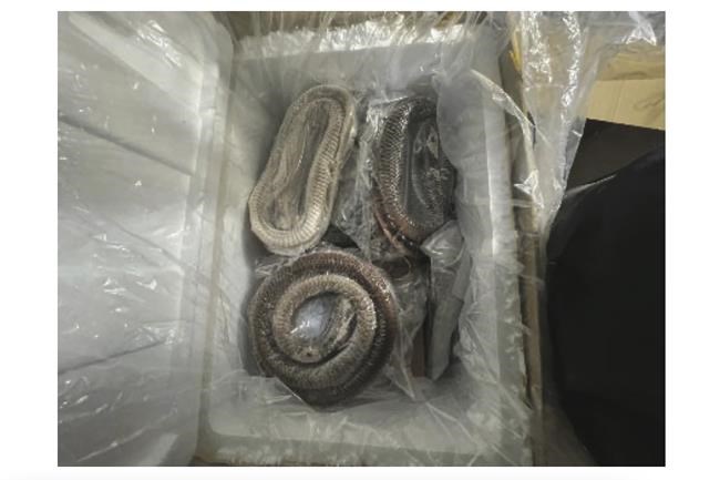 Illegally imported goose intestines hidden under rattlesnakes, federal authorities say | iNFOnews.ca