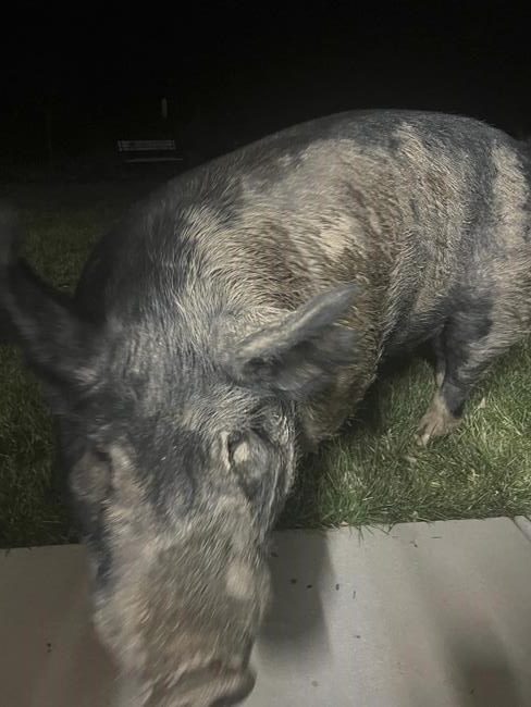 Wayward 450-pound pig named Kevin Bacon hams it up for home security camera | iNFOnews.ca