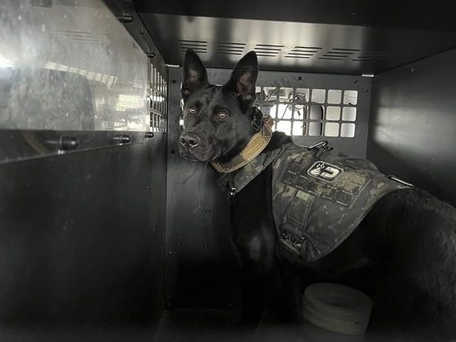 Nothing to sniff at: Bill would help pay to retire Ohio drug-detecting K9s under legal cannabis | iNFOnews.ca