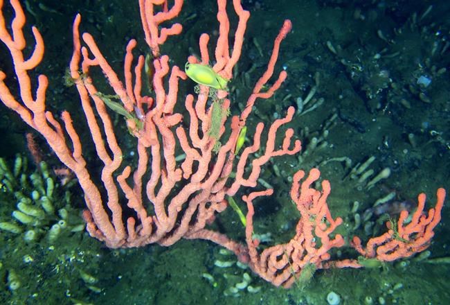 Government closes bottom-contact fishing near rare B.C. coral reef | iNFOnews.ca