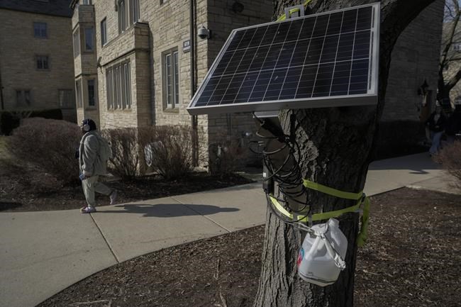 At Northwestern, students watch climate change through maple trees | iNFOnews.ca