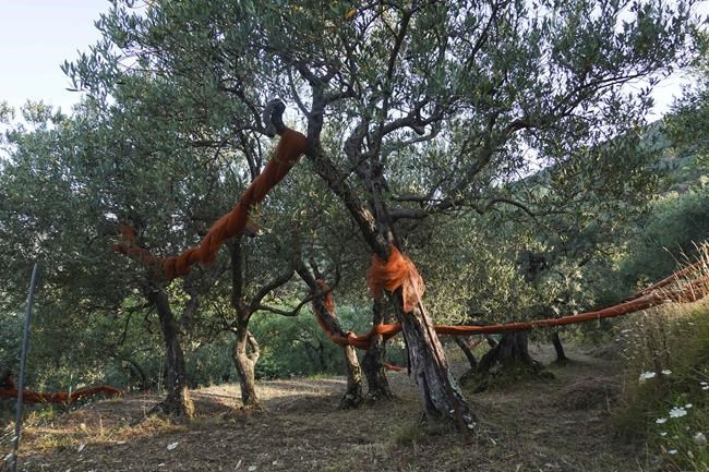 Italians cut back on olive oil as prices surge, survey says. Producers are pushing back on that | iNFOnews.ca