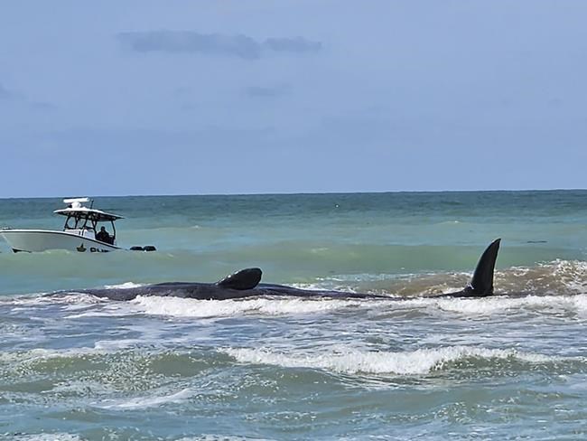 Authorities are trying to help a sperm whale beached off Florida's Gulf Coast | iNFOnews.ca