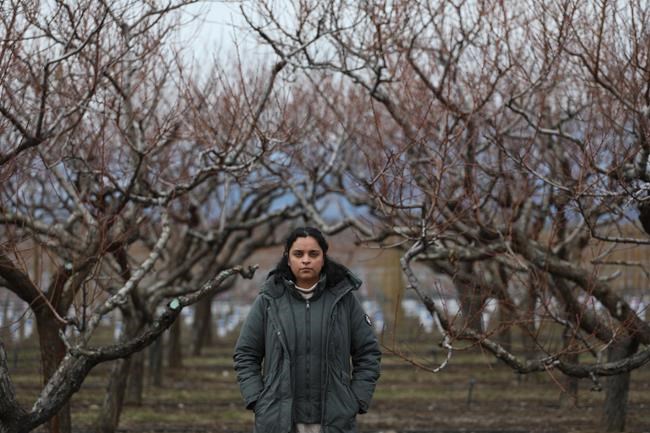 This B.C. farm can grow softball-sized peaches. This year they'll rely on vegetables | iNFOnews.ca This B.C. farm can grow softball-sized peaches. This year they'll rely on vegetables | iNFOnews.ca