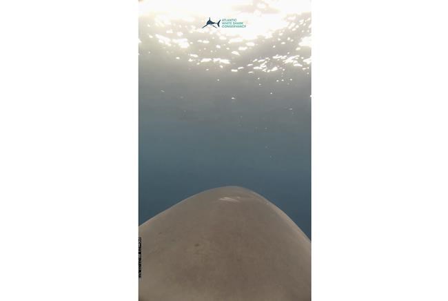 How a wandering white shark's epic journey could provide clues for protecting them | iNFOnews.ca