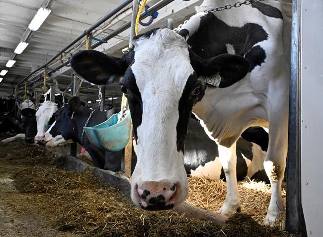 Politicians want more competition but supply management still a 'sacred cow' | iNFOnews.ca Politicians want more competition but supply management still a 'sacred cow' | iNFOnews.ca