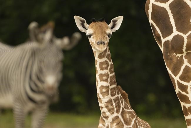 Baby giraffe dies of a broken neck at Zoo Miami | iNFOnews.ca Baby giraffe dies of a broken neck at Zoo Miami | iNFOnews.ca