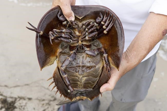 Massachusetts moves to protect horseshoe crabs during spawning | iNFOnews.ca
