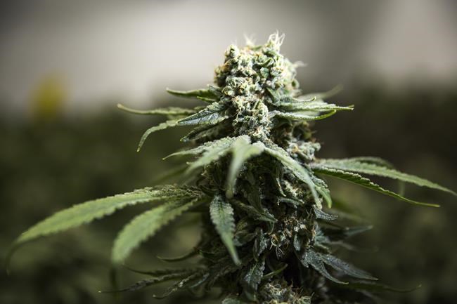 Federal cannabis review calls for look at tax structure among 54 recommendations | iNFOnews.ca Federal cannabis review calls for look at tax structure among 54 recommendations | iNFOnews.ca