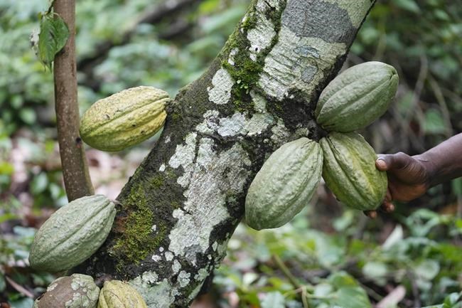Higher chocolate prices part of wider trend as climate, other factors disrupt supply | iNFOnews.ca