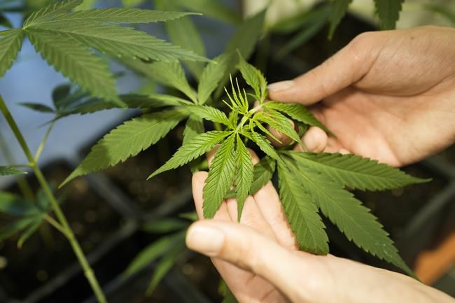 Germany's plan to liberalize cannabis rules clears its final parliamentary hurdle | iNFOnews.ca Germany's plan to liberalize cannabis rules clears its final parliamentary hurdle | iNFOnews.ca