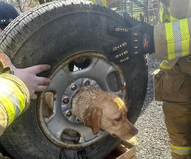 Firefighters in New Jersey come to the rescue of a yellow Labrador stuck in a spare tire | iNFOnews.ca