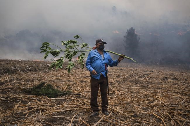 Forest fires burn in nearly half of Mexico’s drought-stricken states, fueled by strong winds. | iNFOnews.ca Forest fires burn in nearly half of Mexico’s drought-stricken states, fueled by strong winds. | iNFOnews.ca