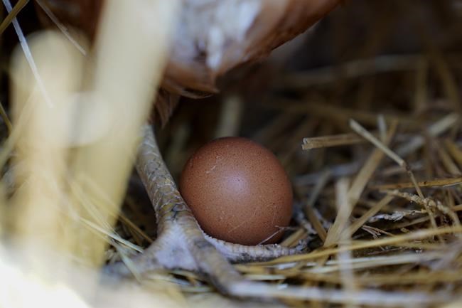 Norwegians facing a shortage as Easter nears are hoarding eggs from neighboring Sweden | iNFOnews.ca Norwegians facing a shortage as Easter nears are hoarding eggs from neighboring Sweden | iNFOnews.ca