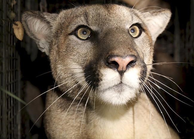 You might spot a mountain lion in California, but attacks like the one that killed a man are rare | iNFOnews.ca