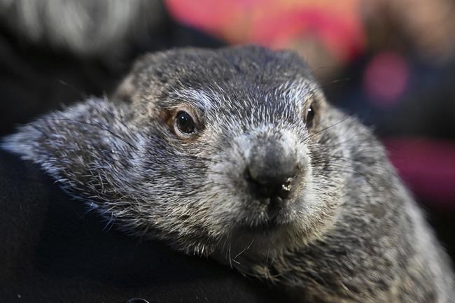 Punxsutawney Phil, the spring-predicting groundhog, and wife Phyllis are parents of 2 babies | iNFOnews.ca Punxsutawney Phil, the spring-predicting groundhog, and wife Phyllis are parents of 2 babies | iNFOnews.ca