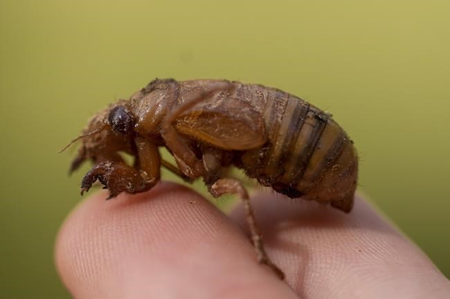 Cicadas are so noisy in a South Carolina county that residents are calling the police | iNFOnews.ca Cicadas are so noisy in a South Carolina county that residents are calling the police | iNFOnews.ca