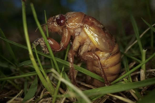 Cicadas are nature's weirdos. They pee stronger than us and an STD can turn them into zombies | iNFOnews.ca