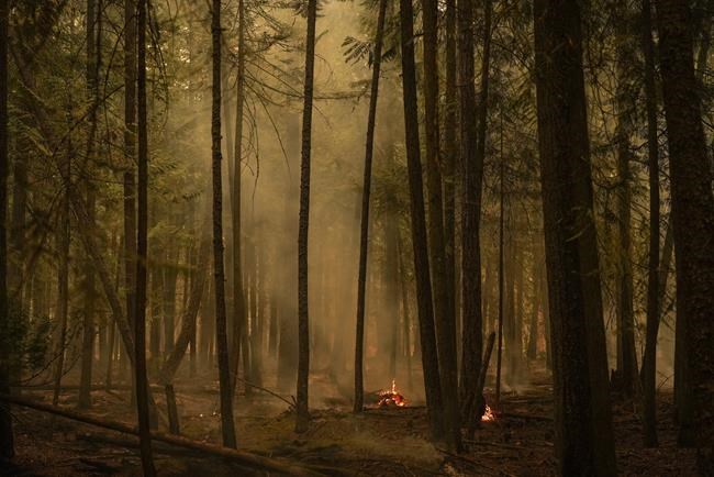 Canadian wildfires 'entirely' drove surge in global tree loss in 2023, study says | iNFOnews.ca Canadian wildfires 'entirely' drove surge in global tree loss in 2023, study says | iNFOnews.ca