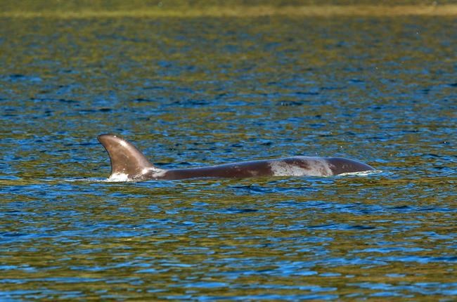 Survival clock ticks for trapped B.C. orca calf, as gear arrives for complex rescue | iNFOnews.ca Survival clock ticks for trapped B.C. orca calf, as gear arrives for complex rescue | iNFOnews.ca