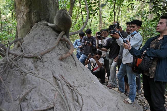 Cruelty for clicks: Cambodia is investigating YouTubers' abuse of monkeys at the Angkor UNESCO site | iNFOnews.ca Cruelty for clicks: Cambodia is investigating YouTubers' abuse of monkeys at the Angkor UNESCO site | iNFOnews.ca