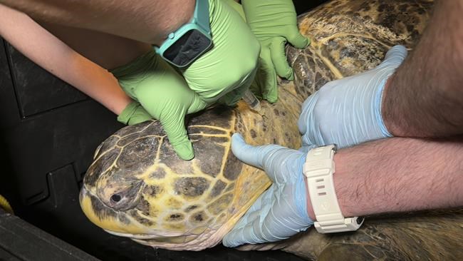 Ancient sea turtle housed at Boston aquarium for more than 50 years passes another physical | iNFOnews.ca Ancient sea turtle housed at Boston aquarium for more than 50 years passes another physical | iNFOnews.ca