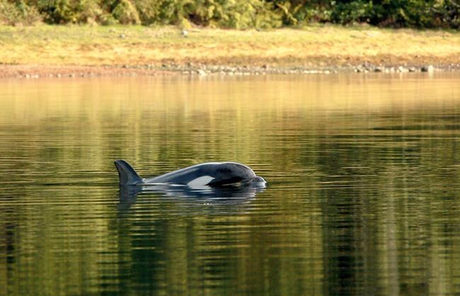 Stranded B.C. calf's calls 'make you almost weep,' says Ehattesaht First Nation | iNFOnews.ca Stranded B.C. calf's calls 'make you almost weep,' says Ehattesaht First Nation | iNFOnews.ca
