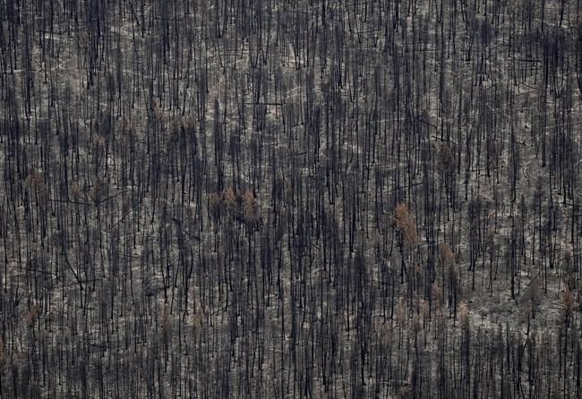 B.C. makes it easier to salvage timber damaged by wildfires | iNFOnews.ca B.C. makes it easier to salvage timber damaged by wildfires | iNFOnews.ca