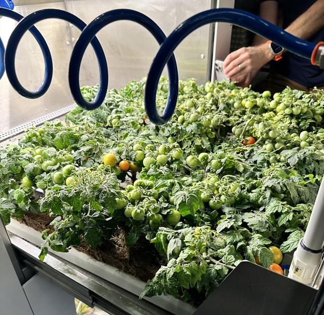 Strawberries in space: North Vancouver firm wins $380,000 with out-of-this-world menu | iNFOnews.ca Strawberries in space: North Vancouver firm wins $380,000 with out-of-this-world menu | iNFOnews.ca