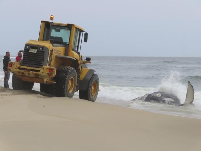 Dead whale on New Jersey's Long Beach Island is first of the year, stranding group says | iNFOnews.ca Dead whale on New Jersey's Long Beach Island is first of the year, stranding group says | iNFOnews.ca