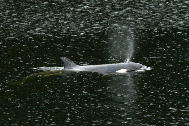 'Very smart' B.C. orca calf evades rescuers, forcing switch in tactics | iNFOnews.ca
