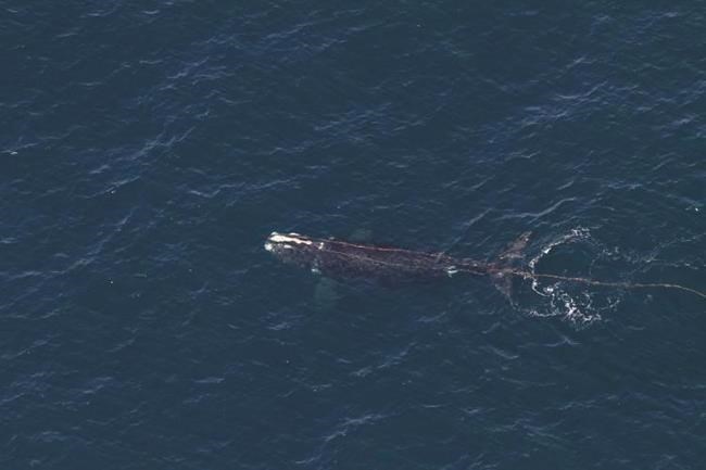 Right whale is found entangled off New England in a devastating year for the vanishing species | iNFOnews.ca Right whale is found entangled off New England in a devastating year for the vanishing species | iNFOnews.ca