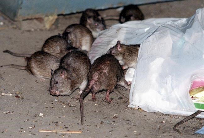 How to get rid of NYC rats without brutality? Birth control is one idea | iNFOnews.ca