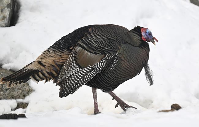Wild turkey breaks into Quebec long-term care home, a sign of 'exploding' population | iNFOnews.ca Wild turkey breaks into Quebec long-term care home, a sign of 'exploding' population | iNFOnews.ca