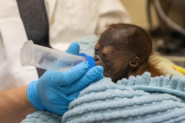 Endangered Bornean orangutan born at Busch Gardens in Florida | iNFOnews.ca