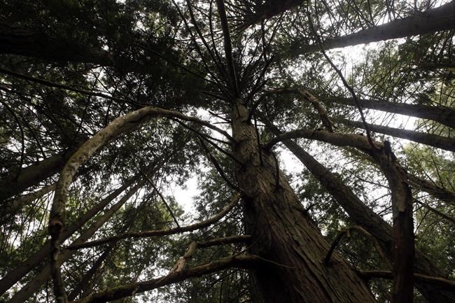 B.C. celebrates 10 billion seedlings planted since 1930 | iNFOnews.ca
