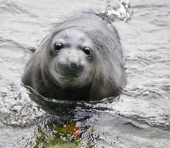 Elephant seal Emerson extends Victoria city break, defying relocation with 200km swim | iNFOnews.ca
