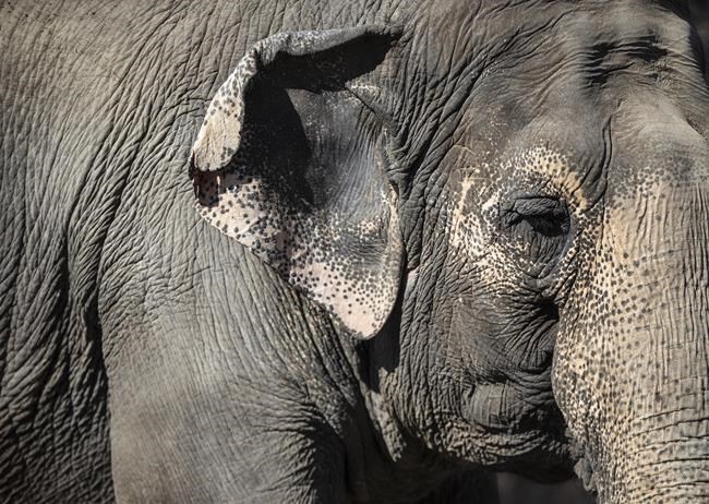 Senators reject field trip to African Lion Safari amid elephant bill study | iNFOnews.ca