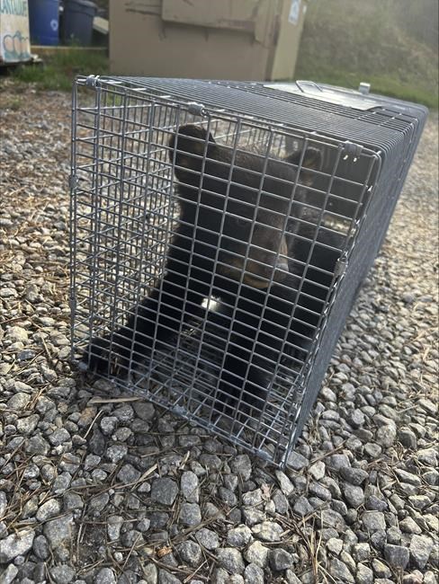 Video of 2 bear cubs pulled from trees prompts North Carolina wildlife investigation but no charges | iNFOnews.ca