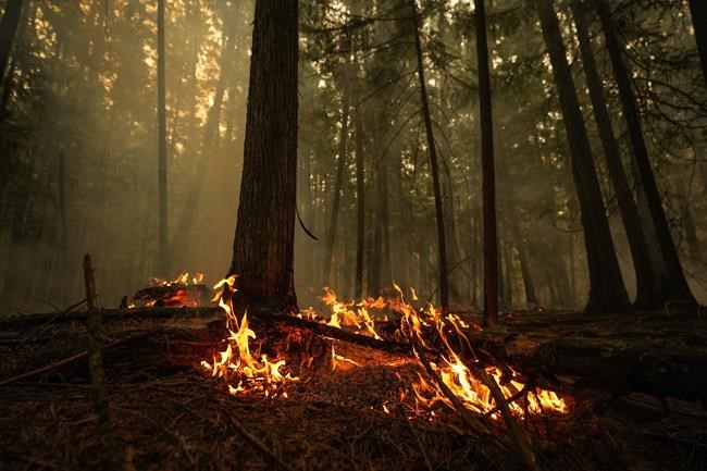 Multiple early season wildfires burning in B.C.'s Cariboo and Prince George regions | iNFOnews.ca Multiple early season wildfires burning in B.C.'s Cariboo and Prince George regions | iNFOnews.ca