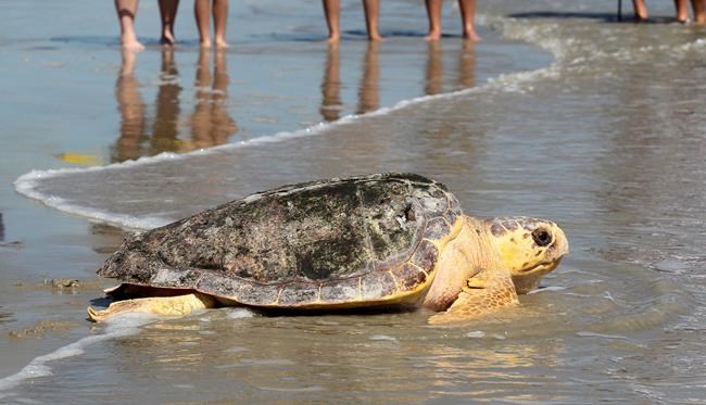 A new report says Mexico has abandoned protection of loggerhead sea turtles | iNFOnews.ca A new report says Mexico has abandoned protection of loggerhead sea turtles | iNFOnews.ca