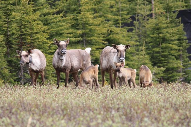 Large study shows caribou herds in Alberta, B.C., growing from wolf culls, cow pens | iNFOnews.ca
