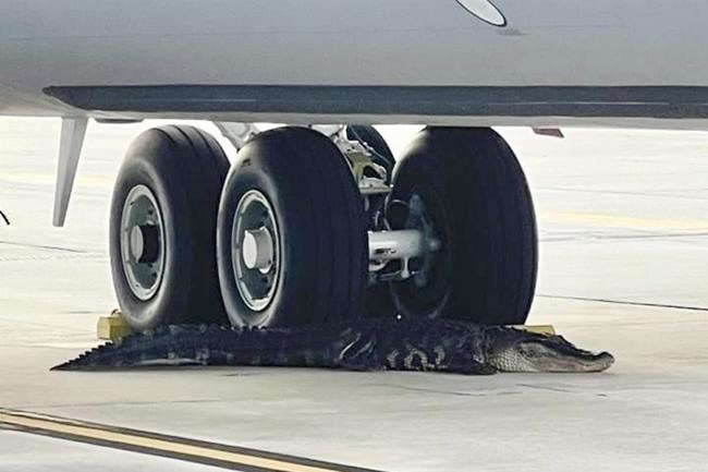 Alligator on runway at MacDill Air Force Base in Florida captured, released into nearby river | iNFOnews.ca