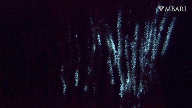 The first glow-in-the-dark animals may have been ancient corals deep in the ocean | iNFOnews.ca