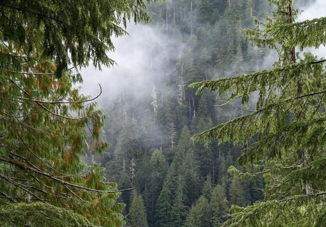 Green deputy leader sentenced to jail for Fairy Creek old growth protests | iNFOnews.ca Green deputy leader sentenced to jail for Fairy Creek old growth protests | iNFOnews.ca