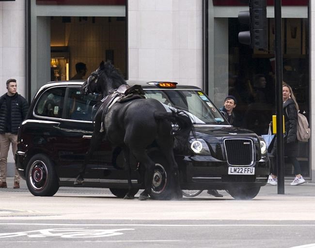British Army says horses that bolted and ran loose in central London continue 'to be cared for' | iNFOnews.ca