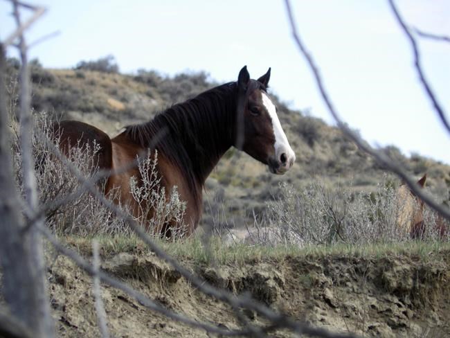 Wild horses to remain in North Dakota's Theodore Roosevelt National Park, lawmaker says | iNFOnews.ca
