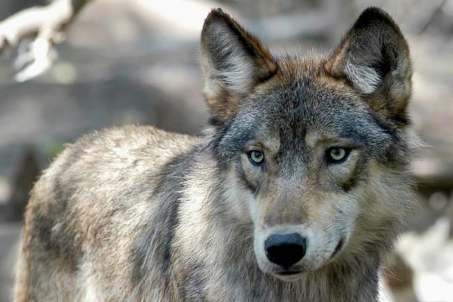 US House votes to remove wolves from endangered list in 48 states | iNFOnews.ca