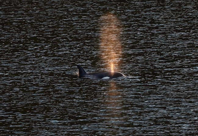 Fisheries Department warns boaters against disturbing orphan B.C. killer whale calf | iNFOnews.ca Fisheries Department warns boaters against disturbing orphan B.C. killer whale calf | iNFOnews.ca